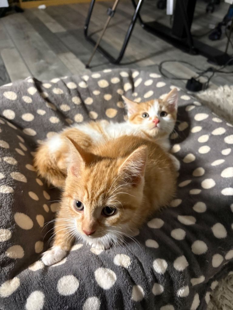 X2 Ginger kittens - Ready to leave!