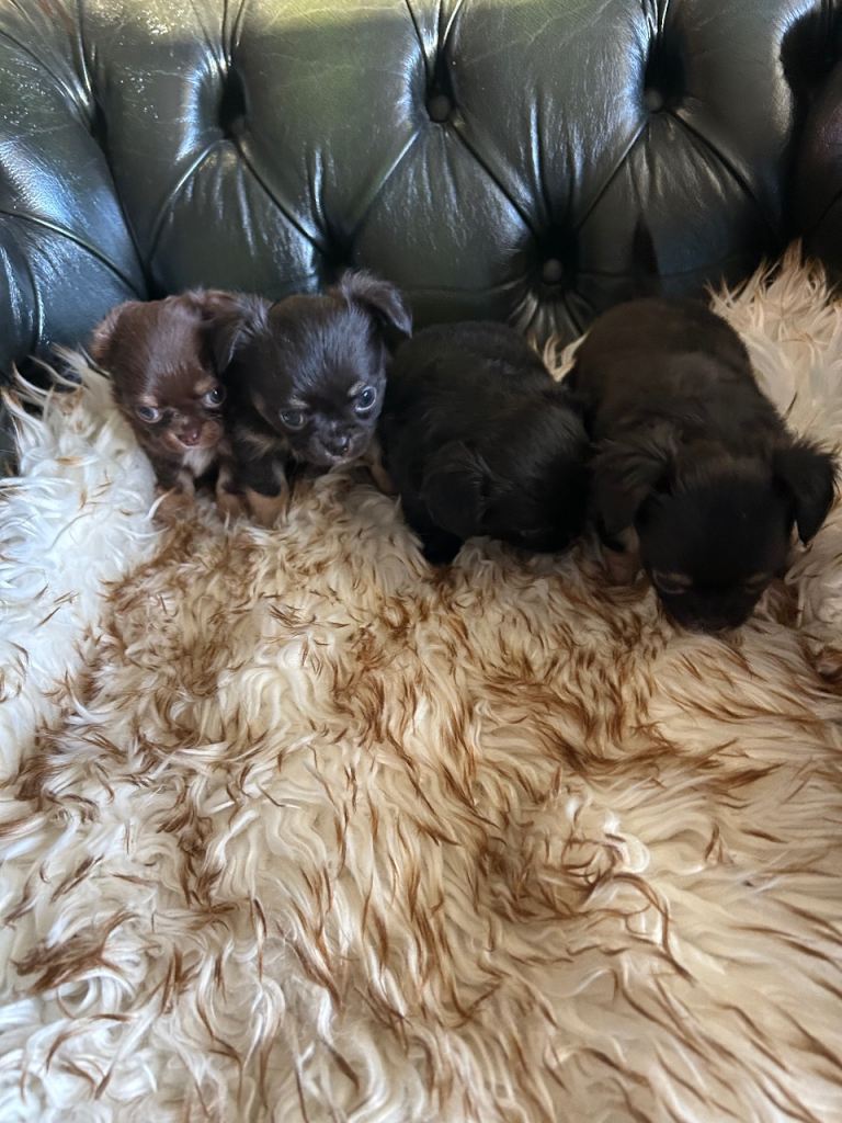 Tea cup chihuahua pups
