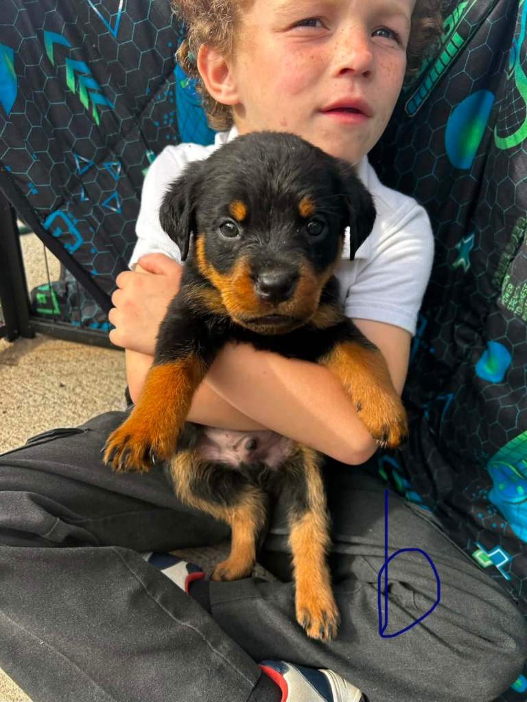 Rottweiler puppies