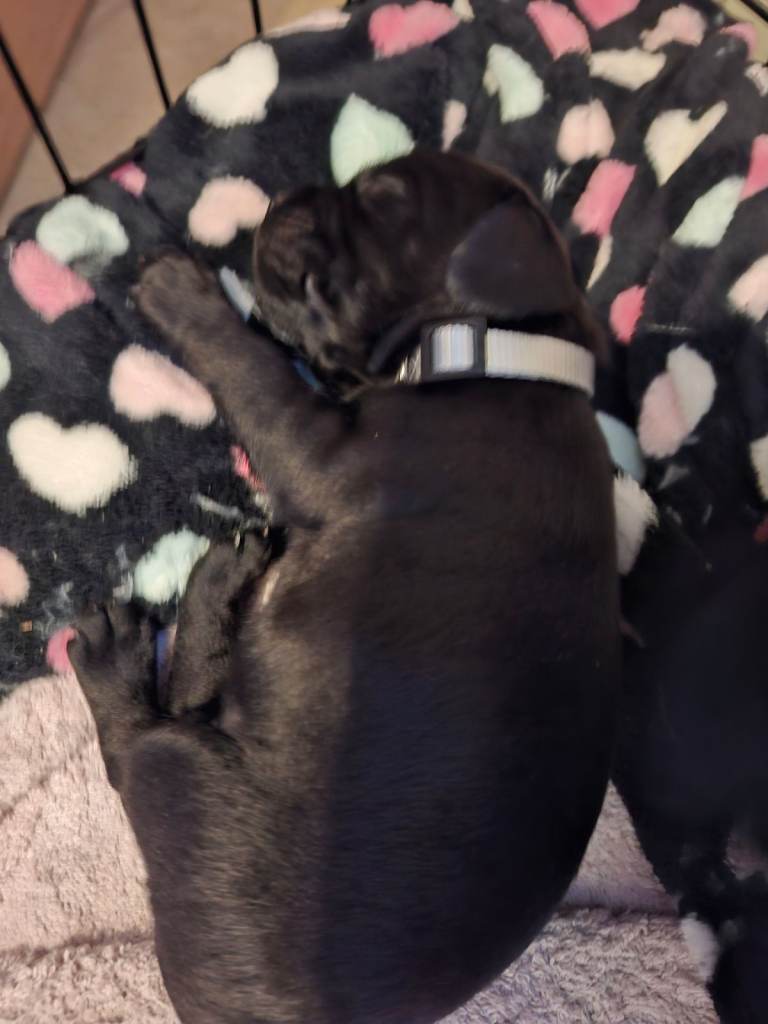 Miniature poodle cross frech bulldog puppies 