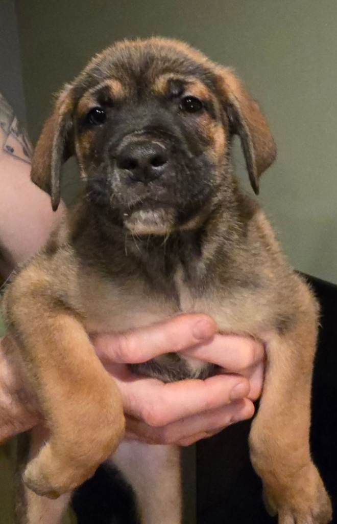 Mixed Mastiff puppies 