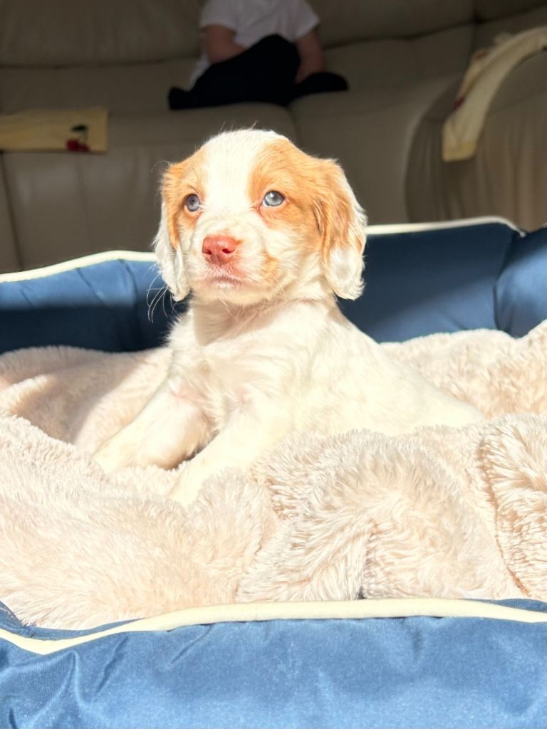Cocker spaniel puppy’s 