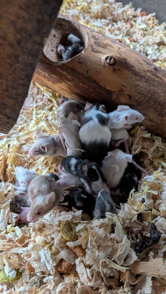 Beautiful juvenile Mice