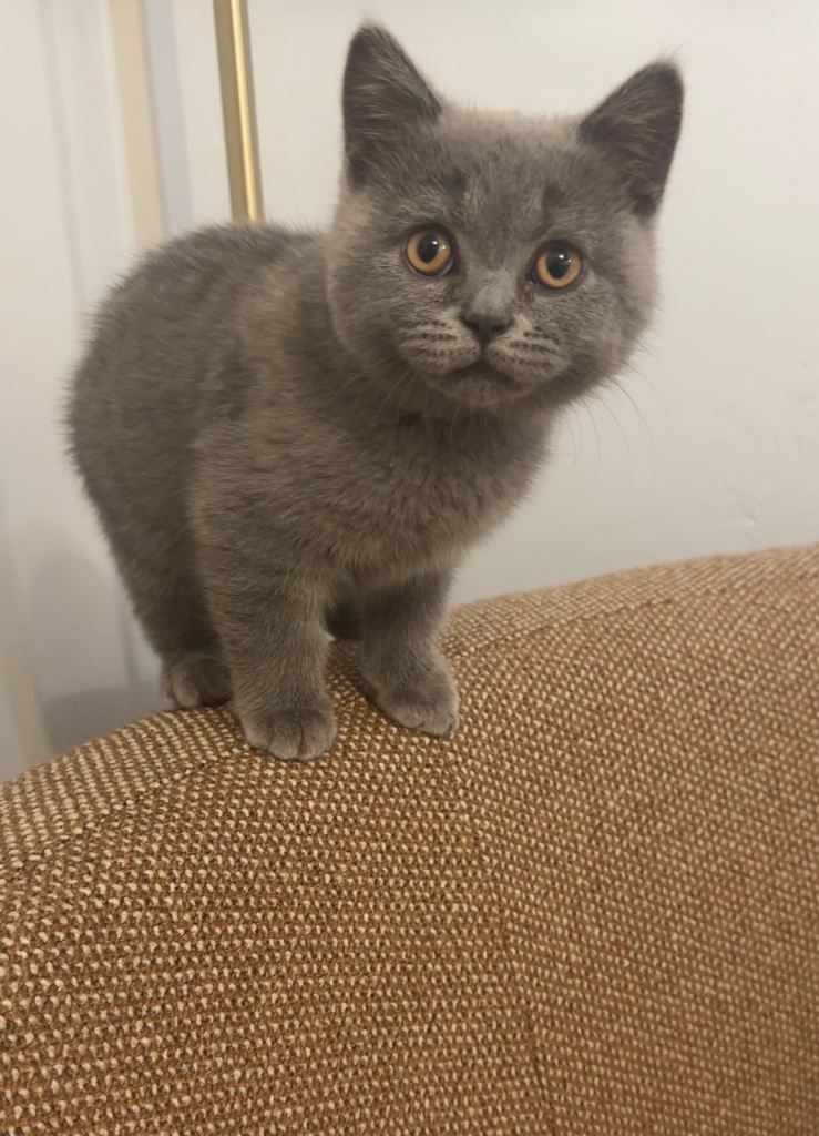 British shorthair kitten