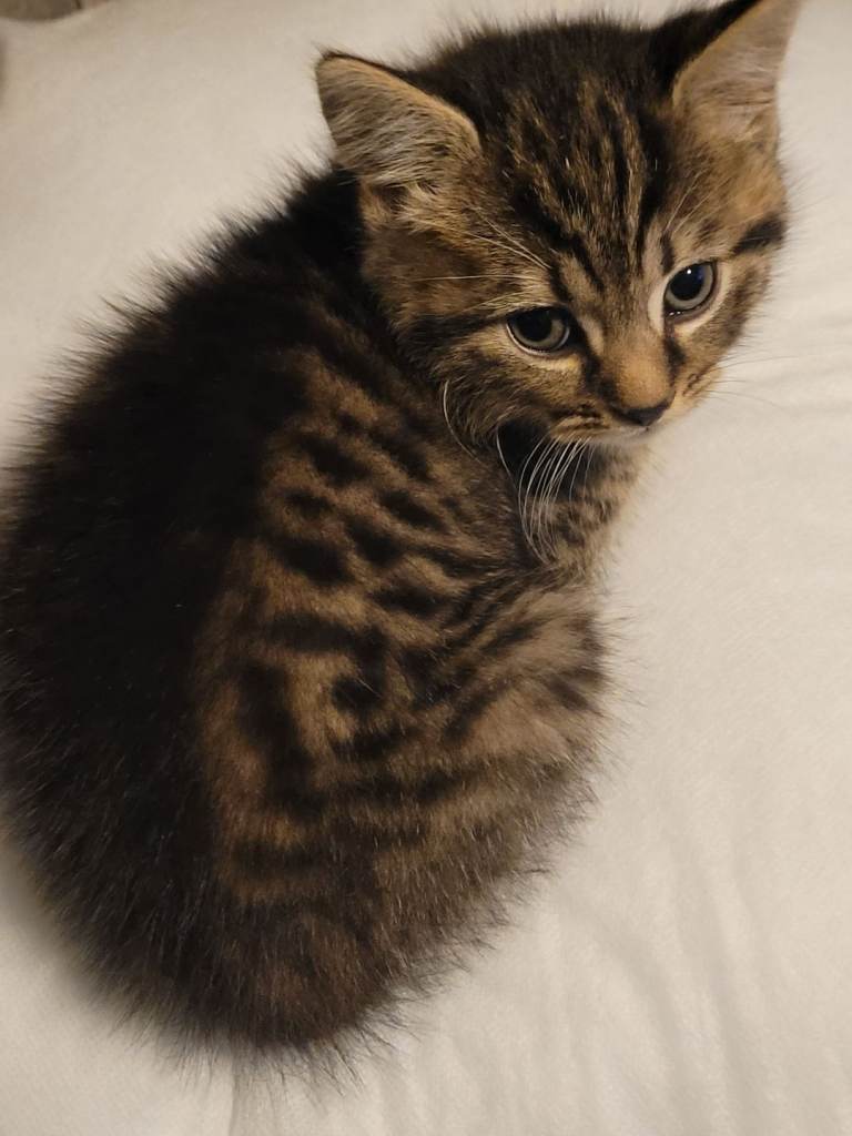 Bengal/ tabby girl