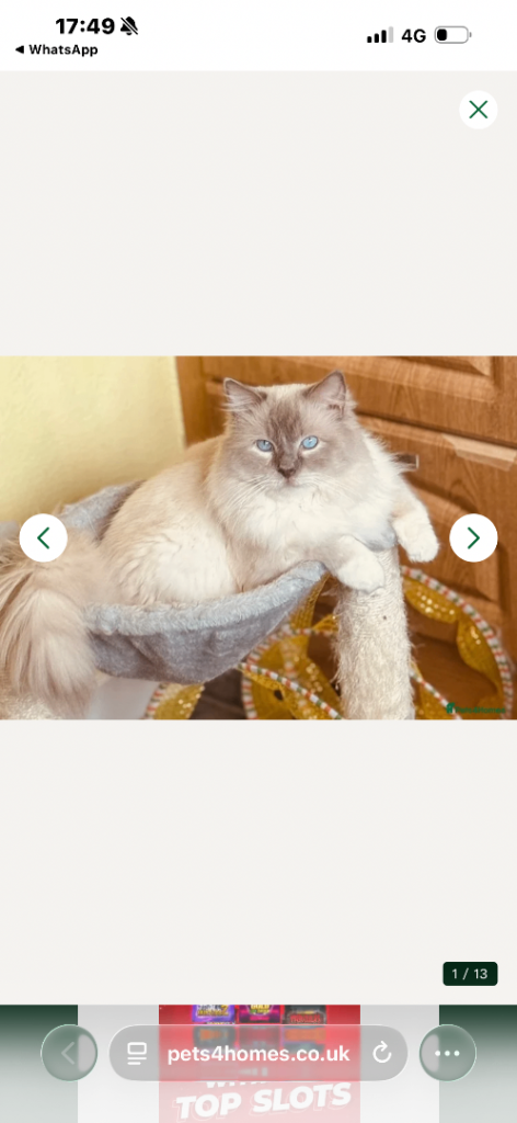 Affectionate GCCF Ragdoll Looking for Home