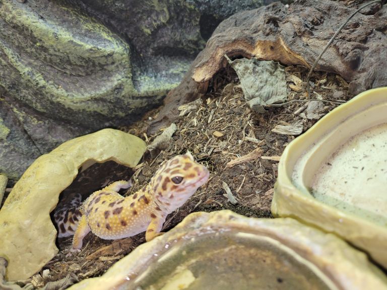 Leopard gecko