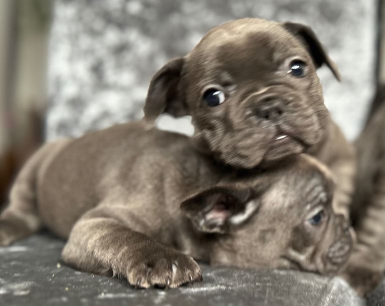 Blue French bulldog puppies 8 weeks 