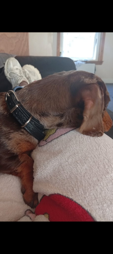 Miniature dachshund 