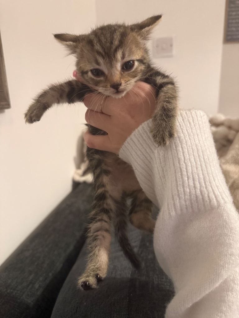 Kittens 