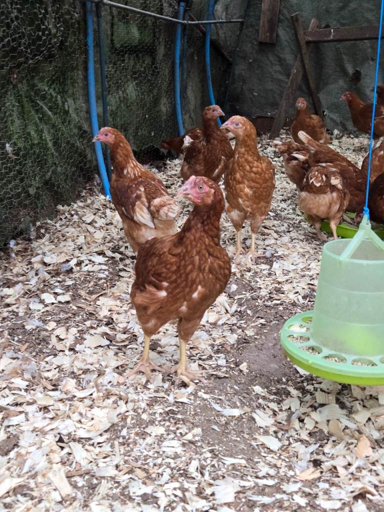 Bovan Brown chickens 