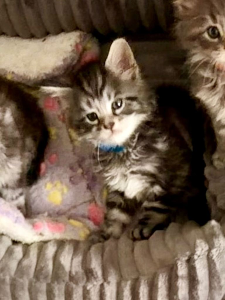 Full Maine Coon Kittens 