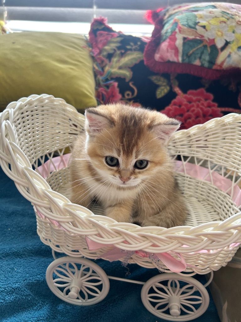 🐾 Gorgeous, Loving Kittens Ready for Their Forever Homes 🐾