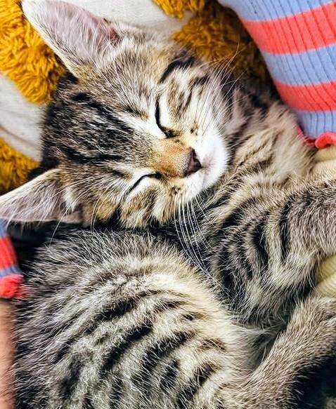 Simply stunning Ragdoll x Bengal kittens ready now for their forever loving new homes :)