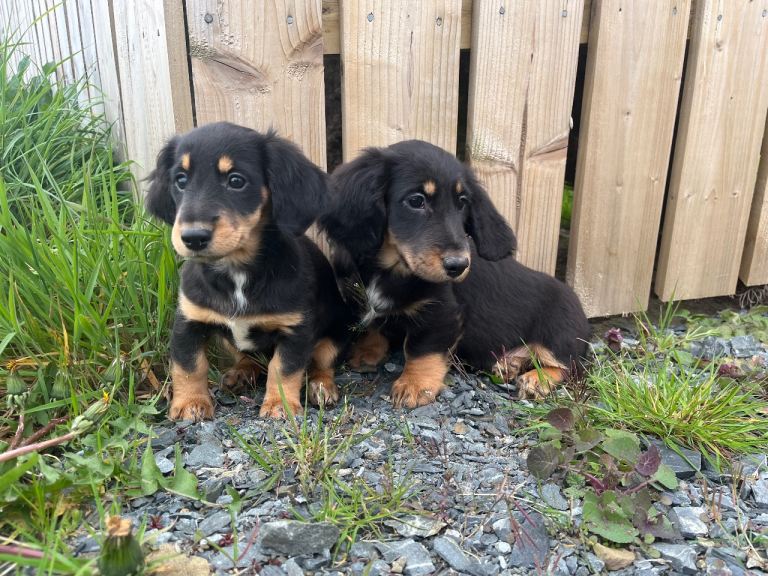 Fluffy dachshund puppies