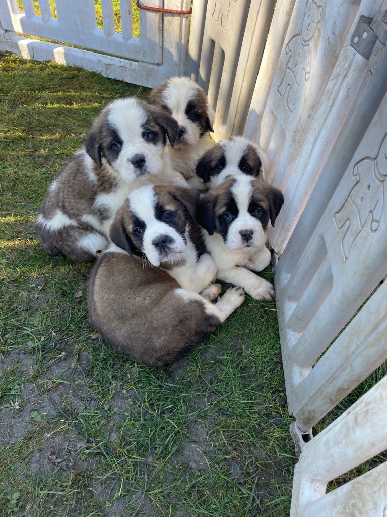 St Bernard puppies ready to leave 