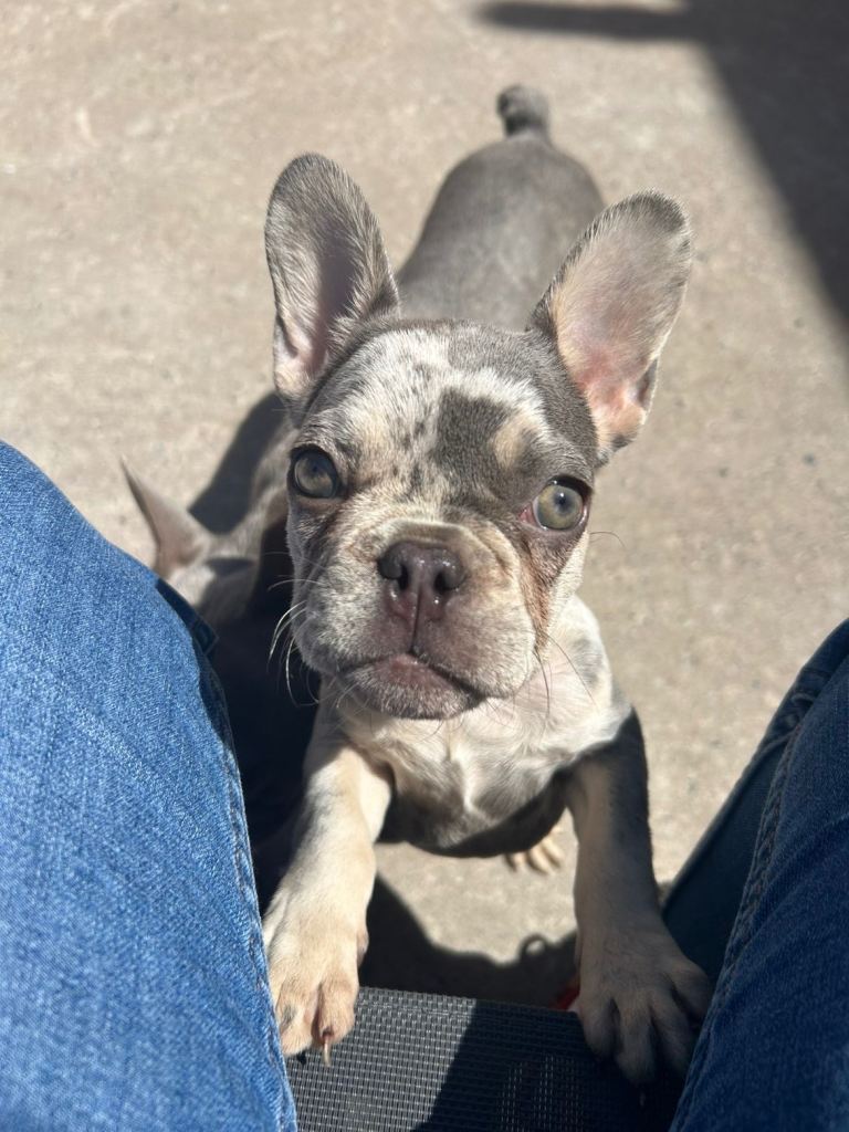 Beautiful Merle French Bulldog Puppy for Sale
