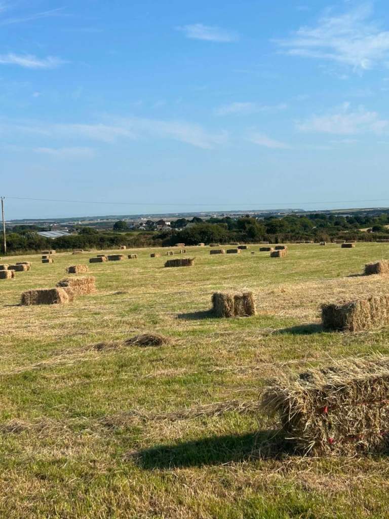 Meadow hay