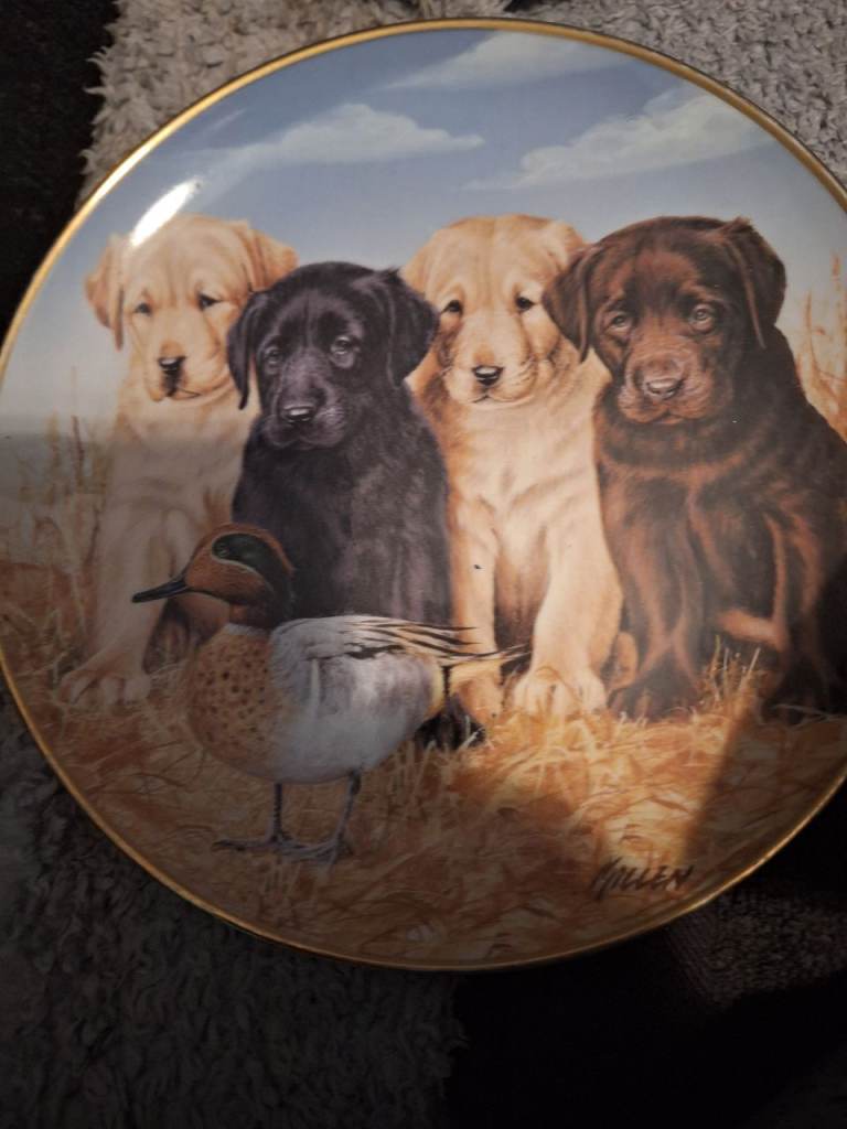 Dog plates 