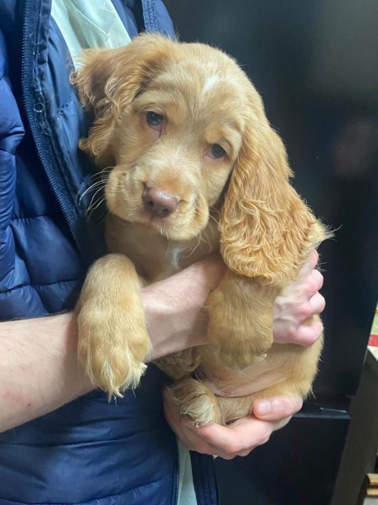 Beautiful cocker spaniel pups 2 boys left