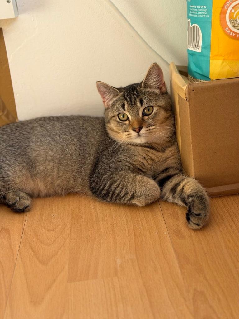 Beautiful Tabby Cat Looking for a Loving Home – £300