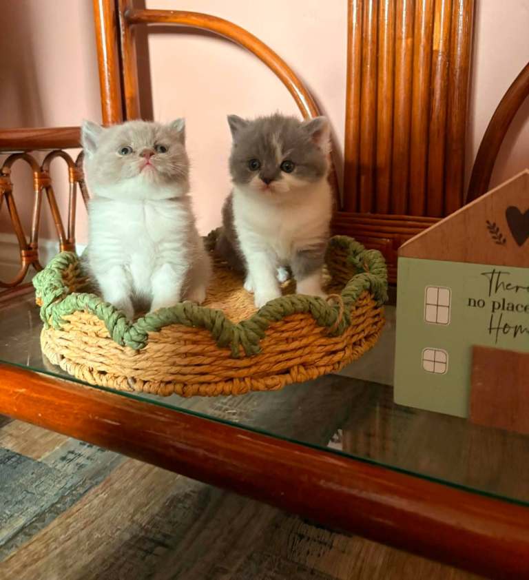 British shorthair kittens gccfi reg 