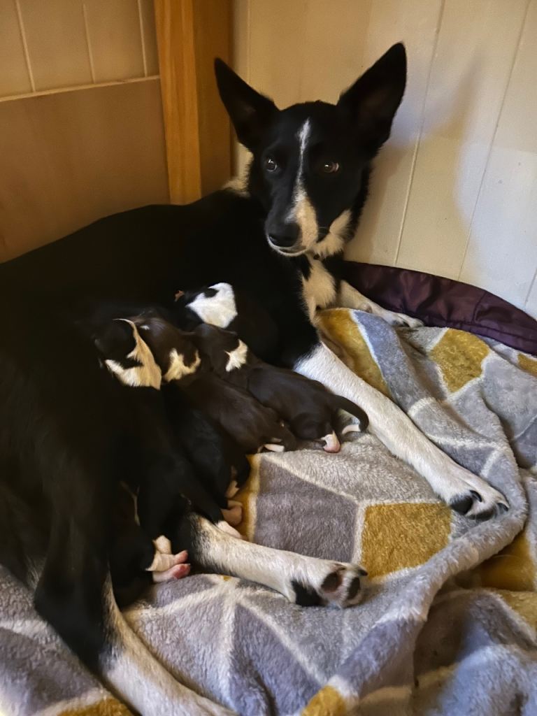 Sprollie pups for sale