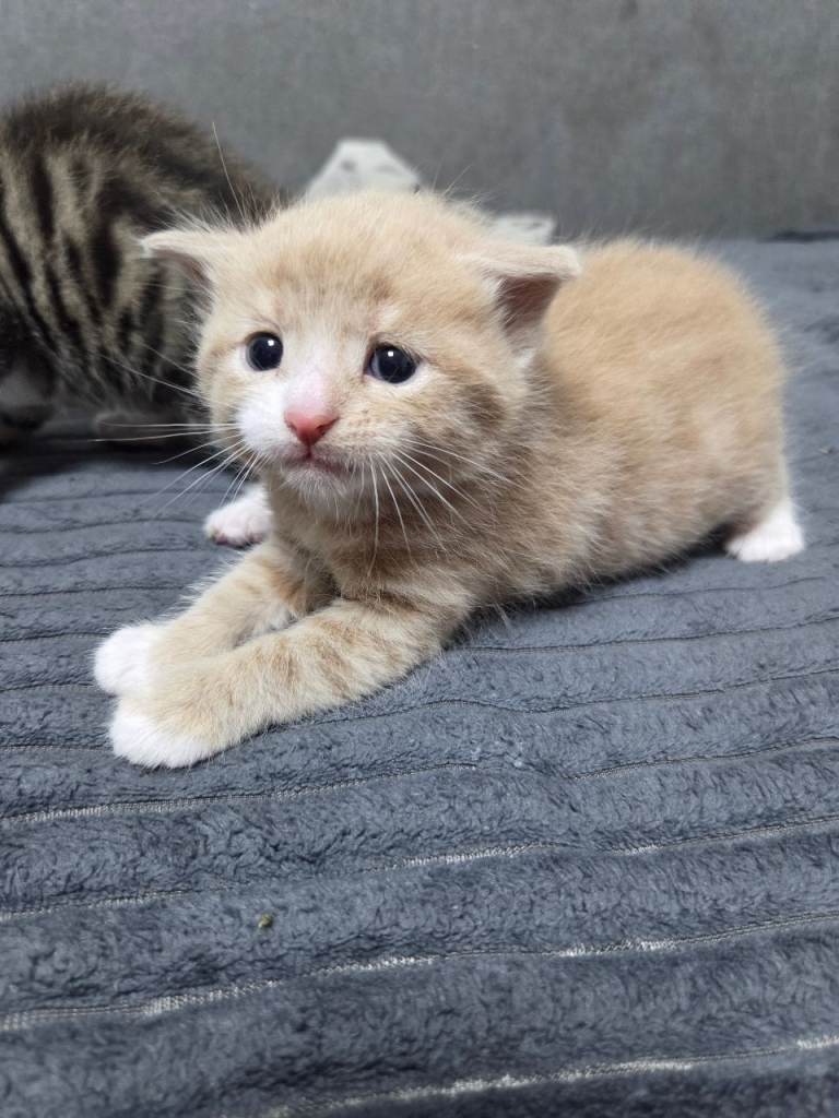 4 Adorable Kittens Ready for Their New Home 