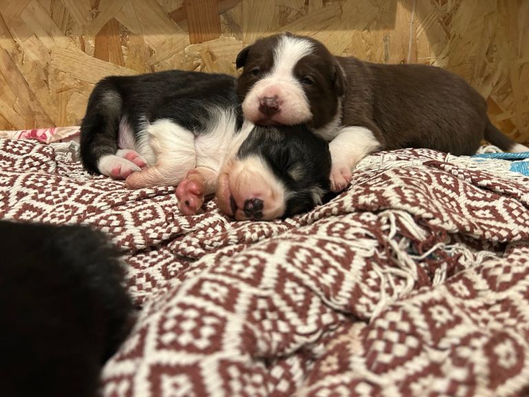  Beautiful collie puppies