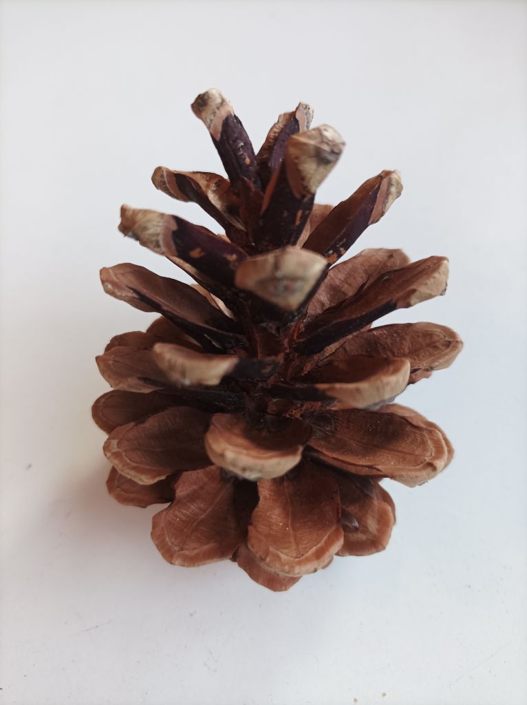 Pine cones 