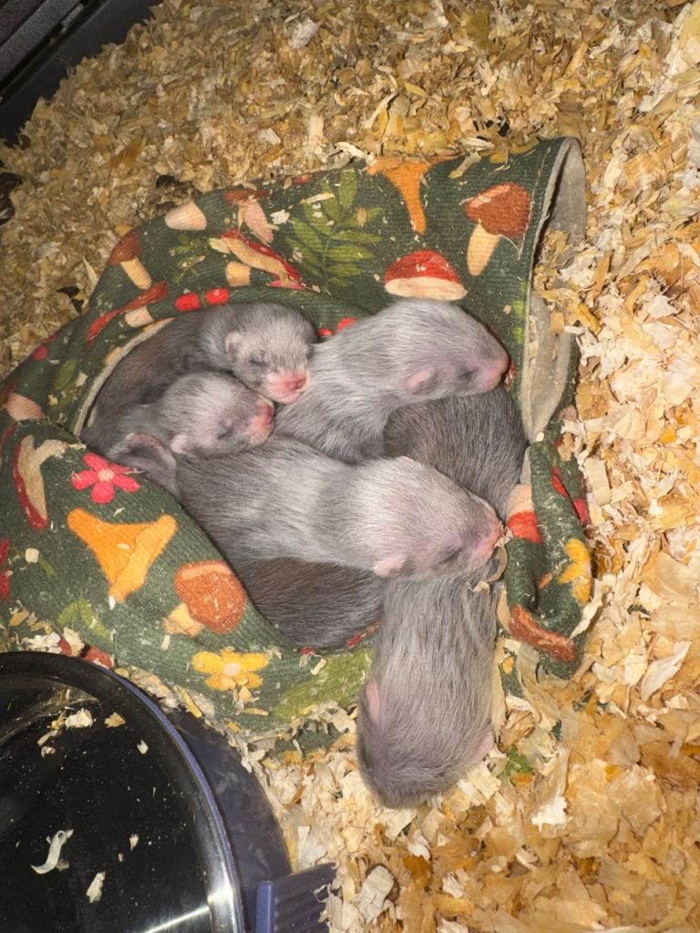 Kits 