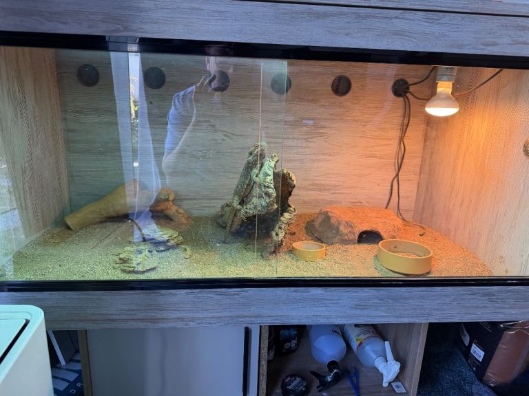 Beard Dragon + Enclosure 