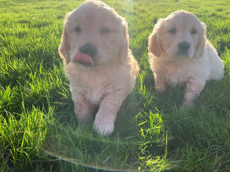 Golden Retriever Puppies