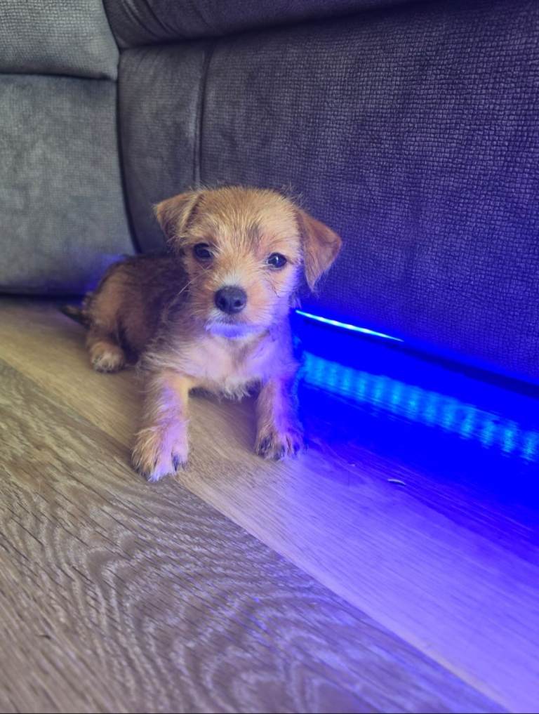 Jack Russell x Yorkshire terrier pups