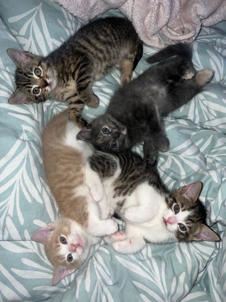 Kittens for sale