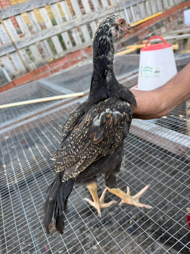 Brazillian x German O shamo chicks
