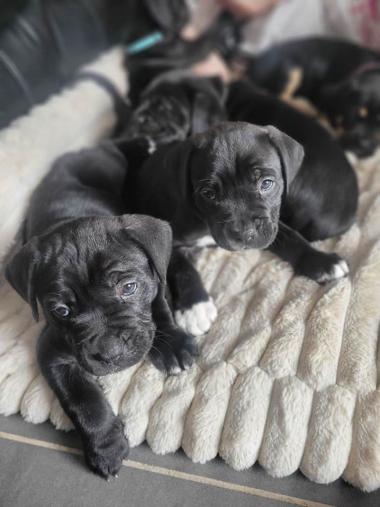 READY 8TH JUNE! 7 STUNNING FEMALE CANE CORSO PUPS