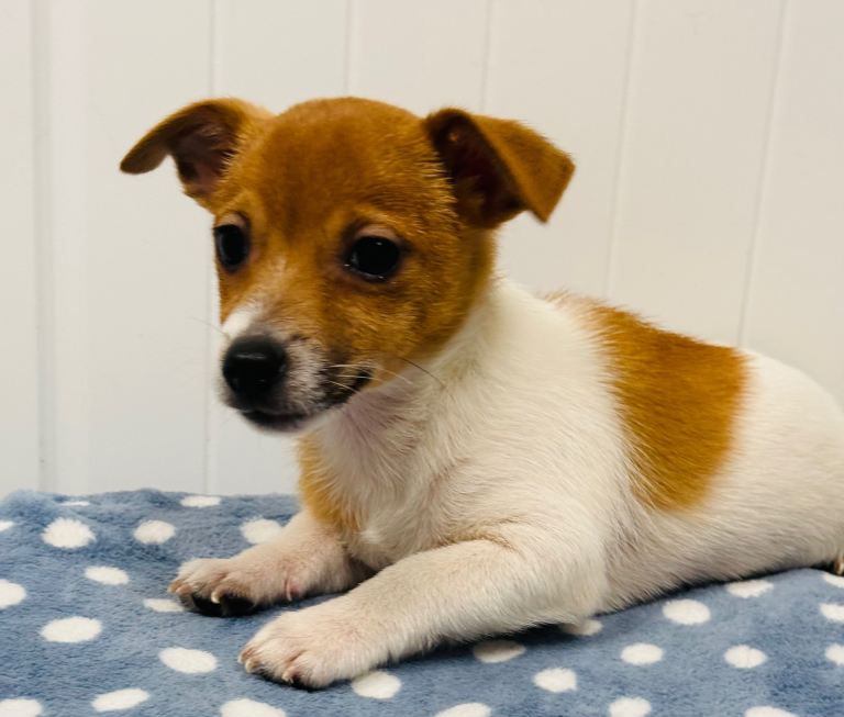 Miniature Jack Russell puppies