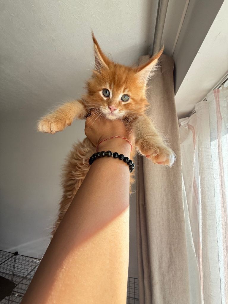 Rare ginger male Main coon XL and fluffy 