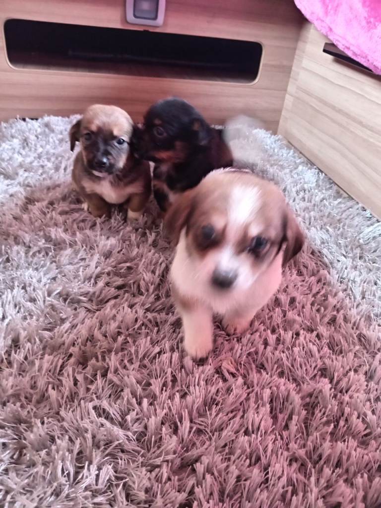 Jack russle terrier puppies 