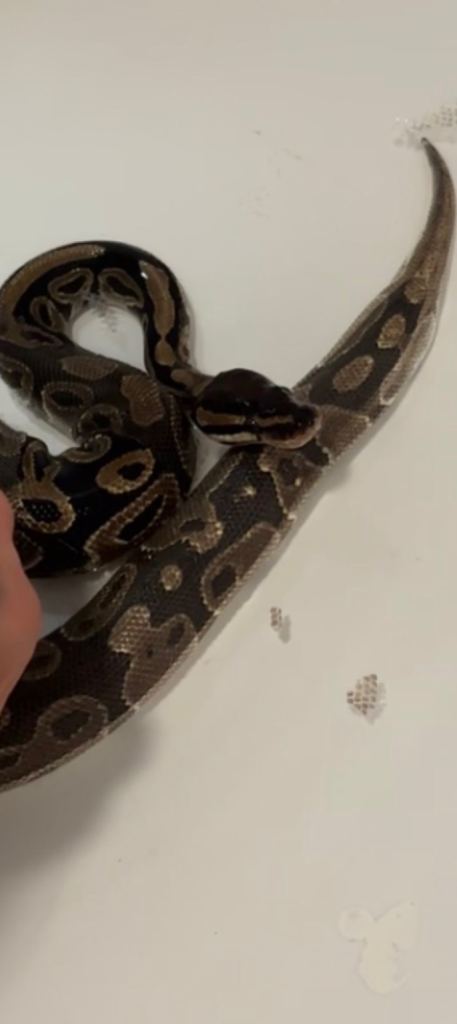 Ball python with vivarium 
