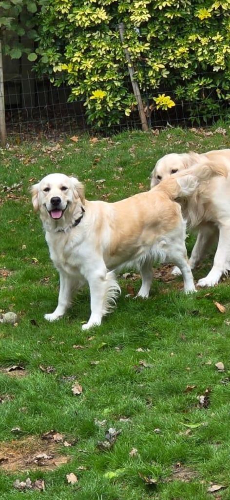 Golden retriever pups 