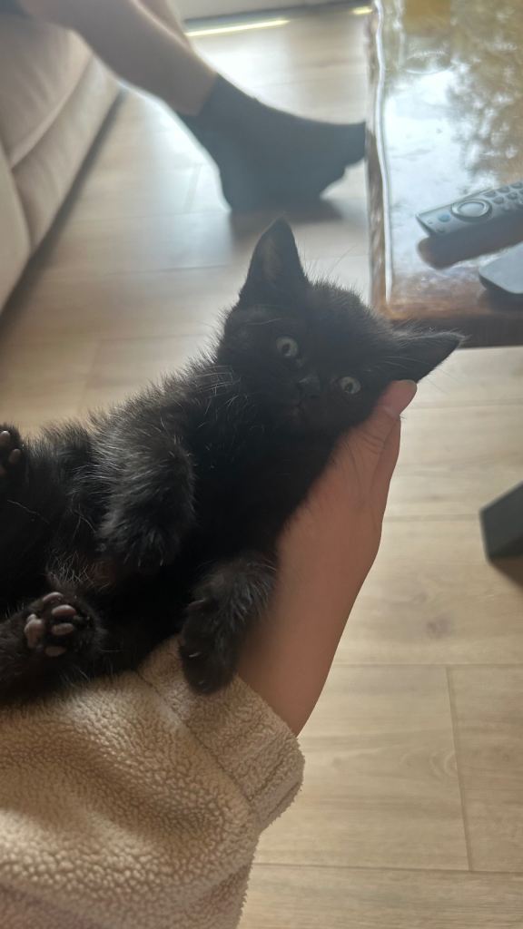 Last beautiful female kitten 