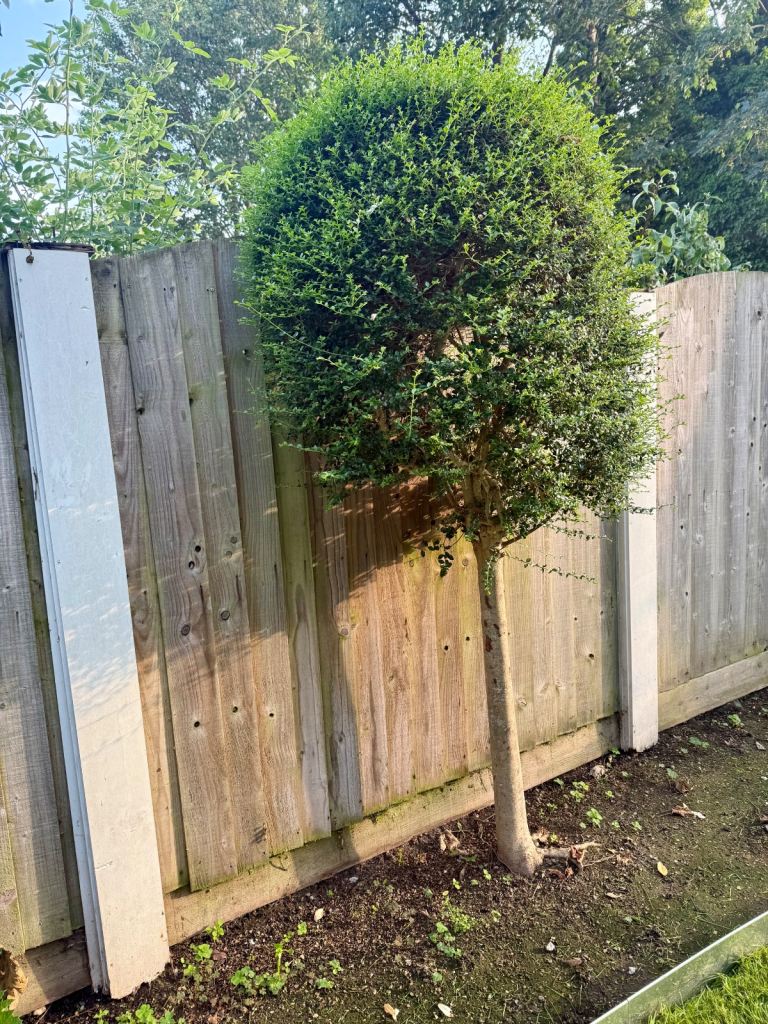 Large Ligustrum Topiary Standard Tree Lolipop Trees Buxus Privet