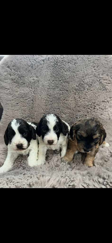 Miniature F1 cockapoo puppies