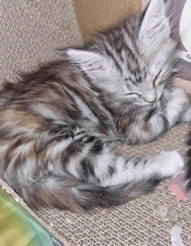Beautiful GCCF registered litter
