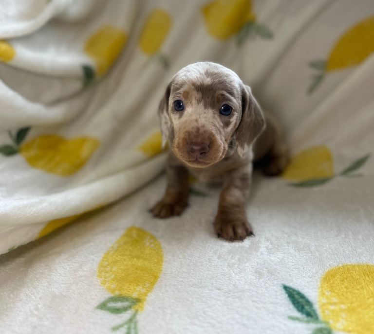 Miniature dachshund