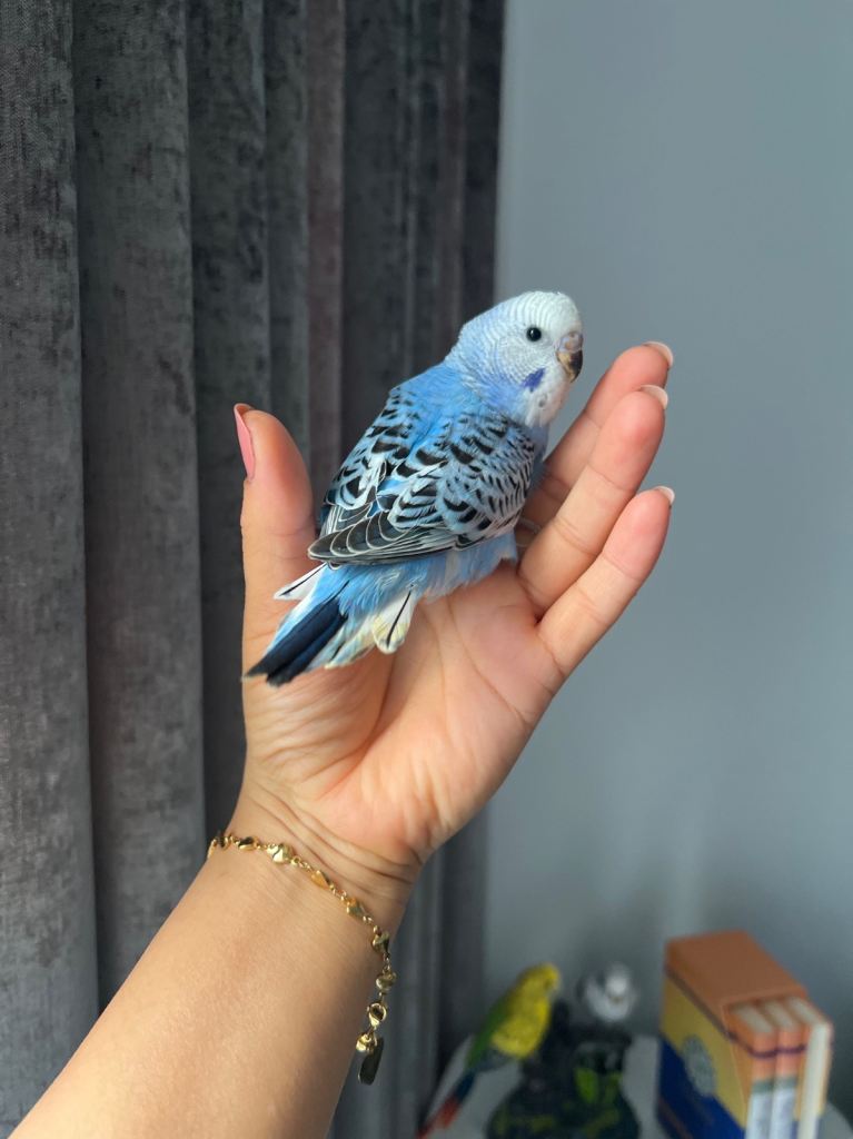 Baby Budgies 