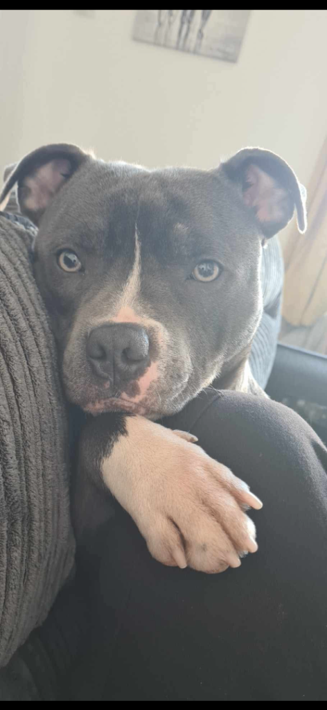 Staffordshire bull terrier blue 