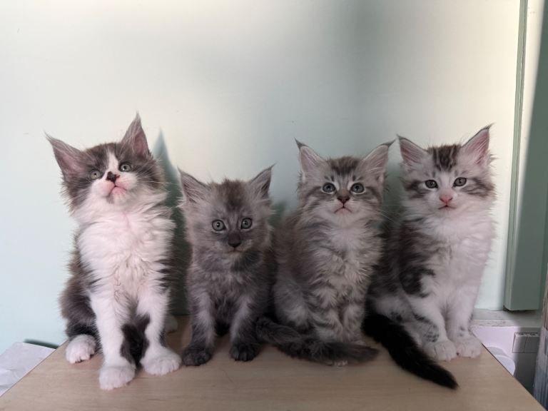 4 MAINE COON KITTENS 